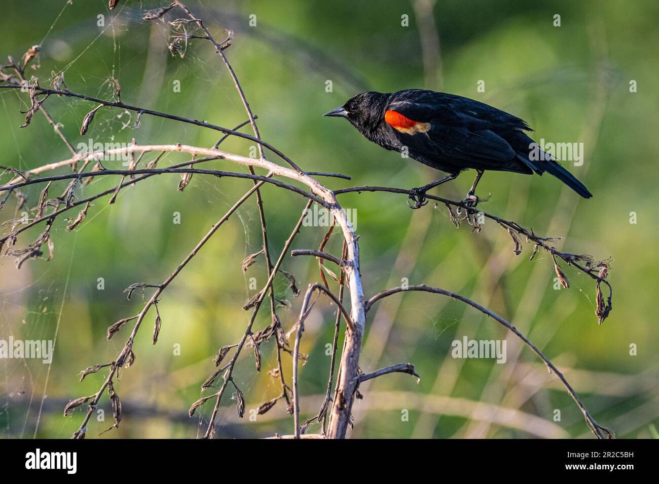 Uccello rosso-alato (Agelaius phoeniceus) al Paynes Prairie Preserve state Park a Micanopy, Florida, vicino a Gainesville. (USA) Foto Stock