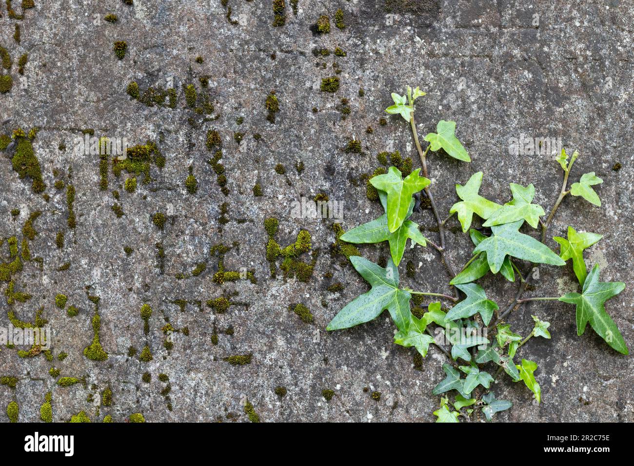 Muschio e edera si aggrappano ad una vecchia lapide nel cimitero della Cattedrale di Saint fin barre a Cork City, Irlanda. Foto Stock