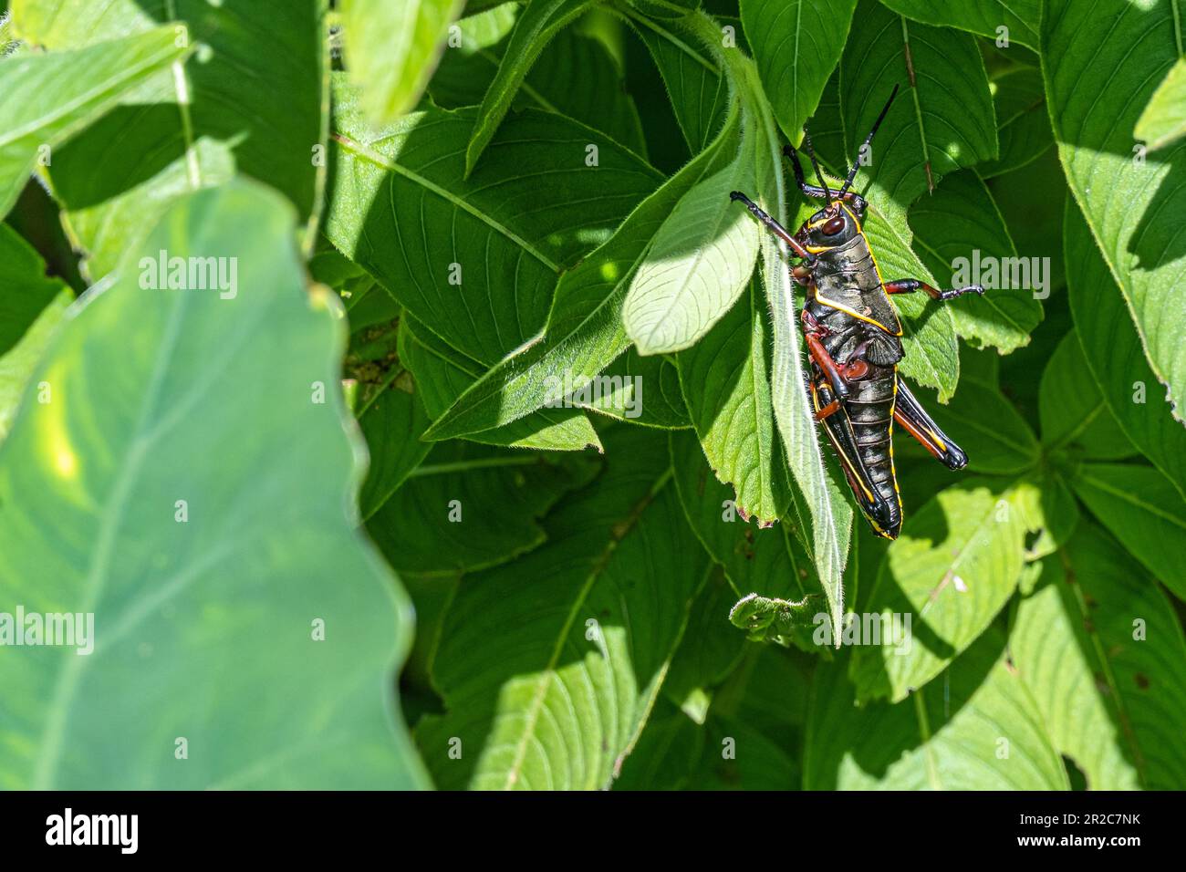 Il lubber grasshopper del sud-est (Romalea microptera) mangia le foglie lungo il sano West Orange Boardwalk Trail presso la riserva naturale di Oakland in Florida. Foto Stock