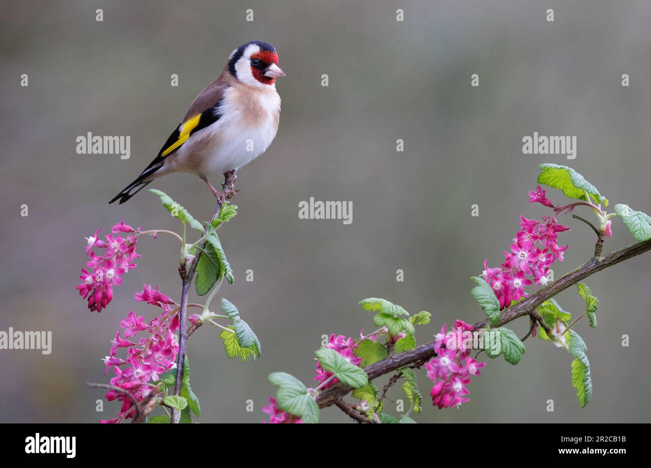 Goldfinch europeo [ Carduelis carduelis ] sul gambo di ribes fiorito [ Ribes sanguineum ] Foto Stock