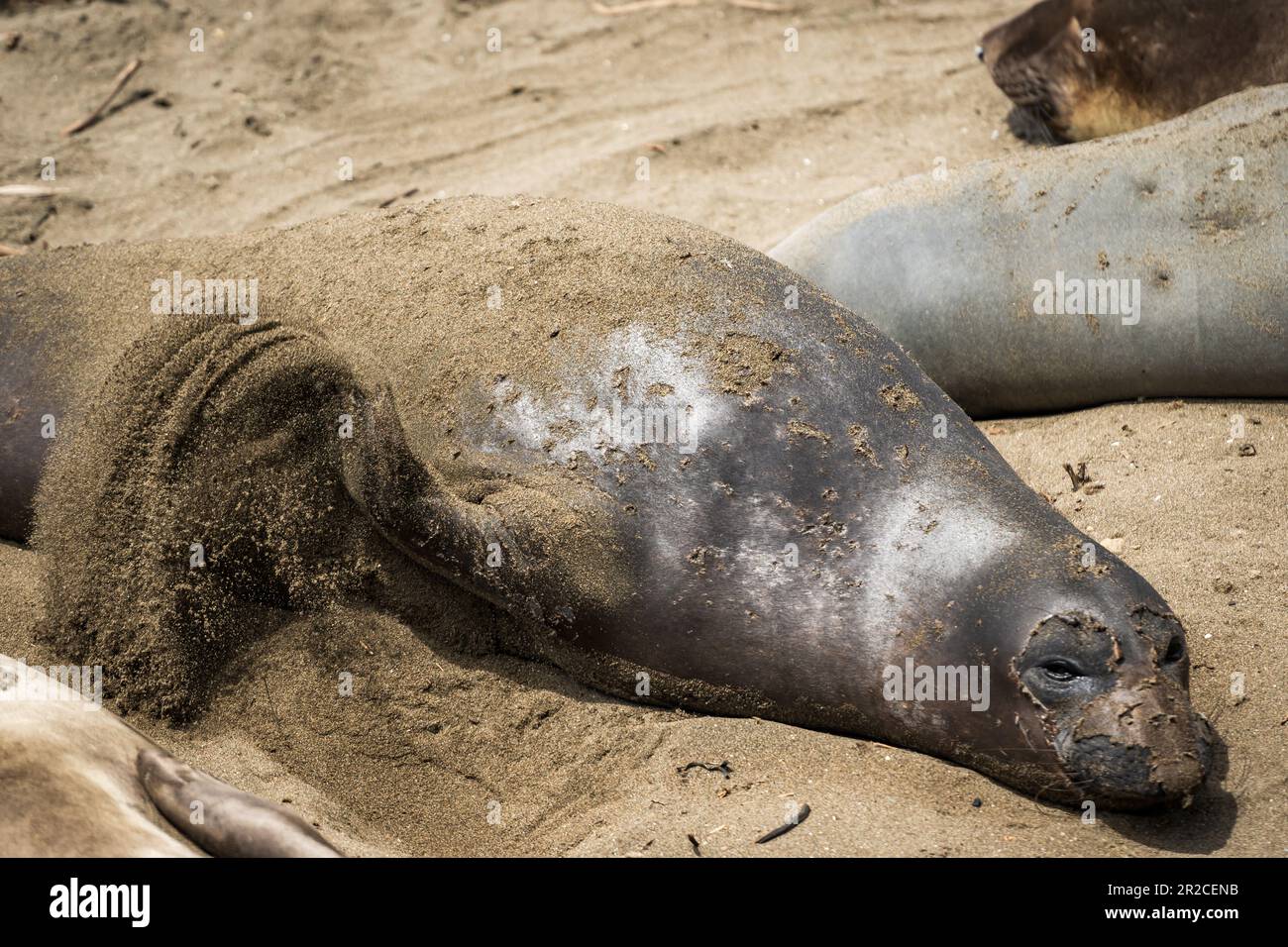 William R. Hearst Memorial Beach a San Simeon Elephant Seals Foto Stock