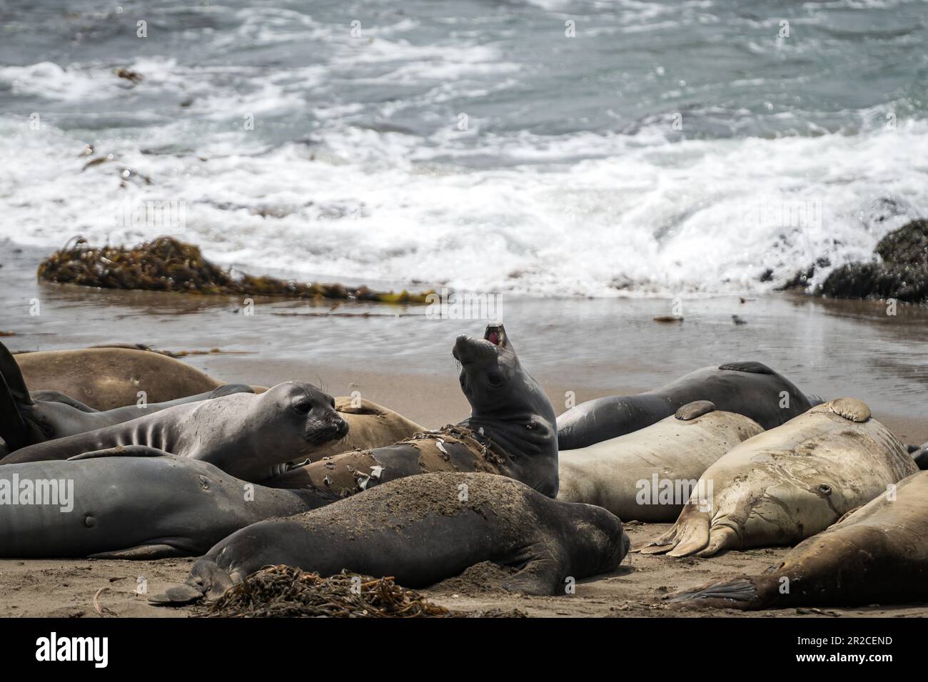 William R. Hearst Memorial Beach a San Simeon Elephant Seals Foto Stock