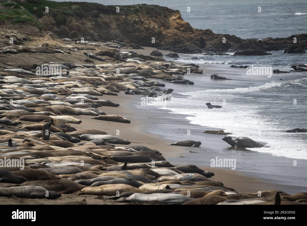 William R. Hearst Memorial Beach a San Simeon Elephant Seals Foto Stock
