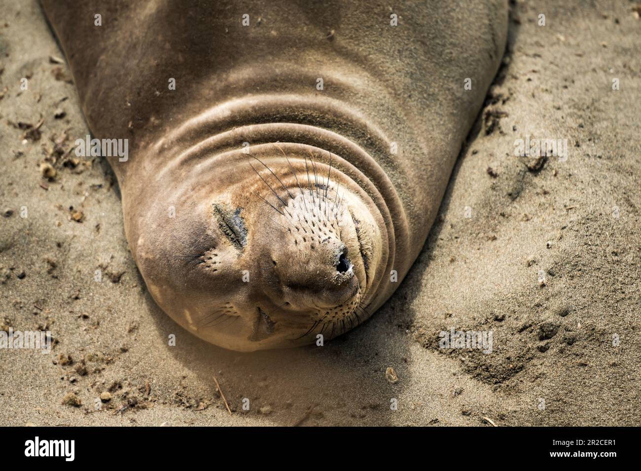 William R. Hearst Memorial Beach a San Simeon Elephant Seals Foto Stock