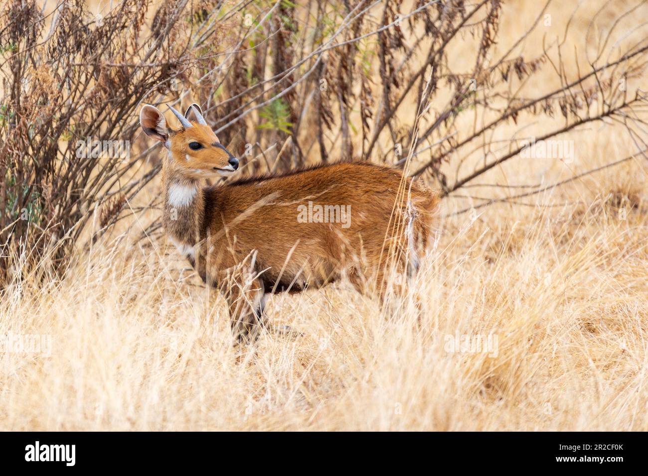 Femmina di rara Menelik bushbuck, endemica Tragelaphus scriptus meneliki, in montagna Simien, Etiopia, Africa fauna selvatica Foto Stock