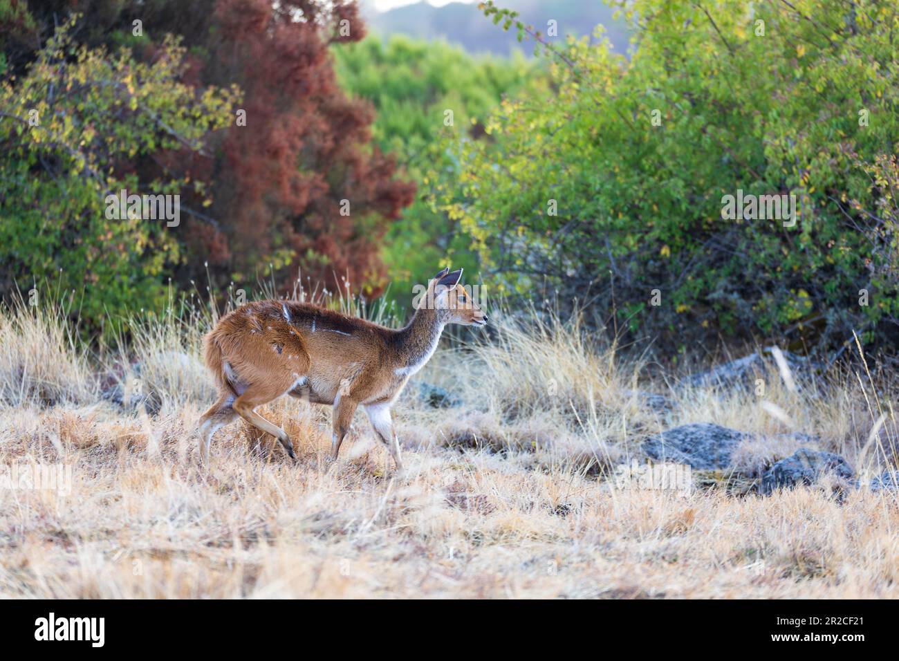 Femmina di rara Menelik bushbuck, endemica Tragelaphus scriptus meneliki, in montagna Simien, Etiopia, Africa fauna selvatica Foto Stock