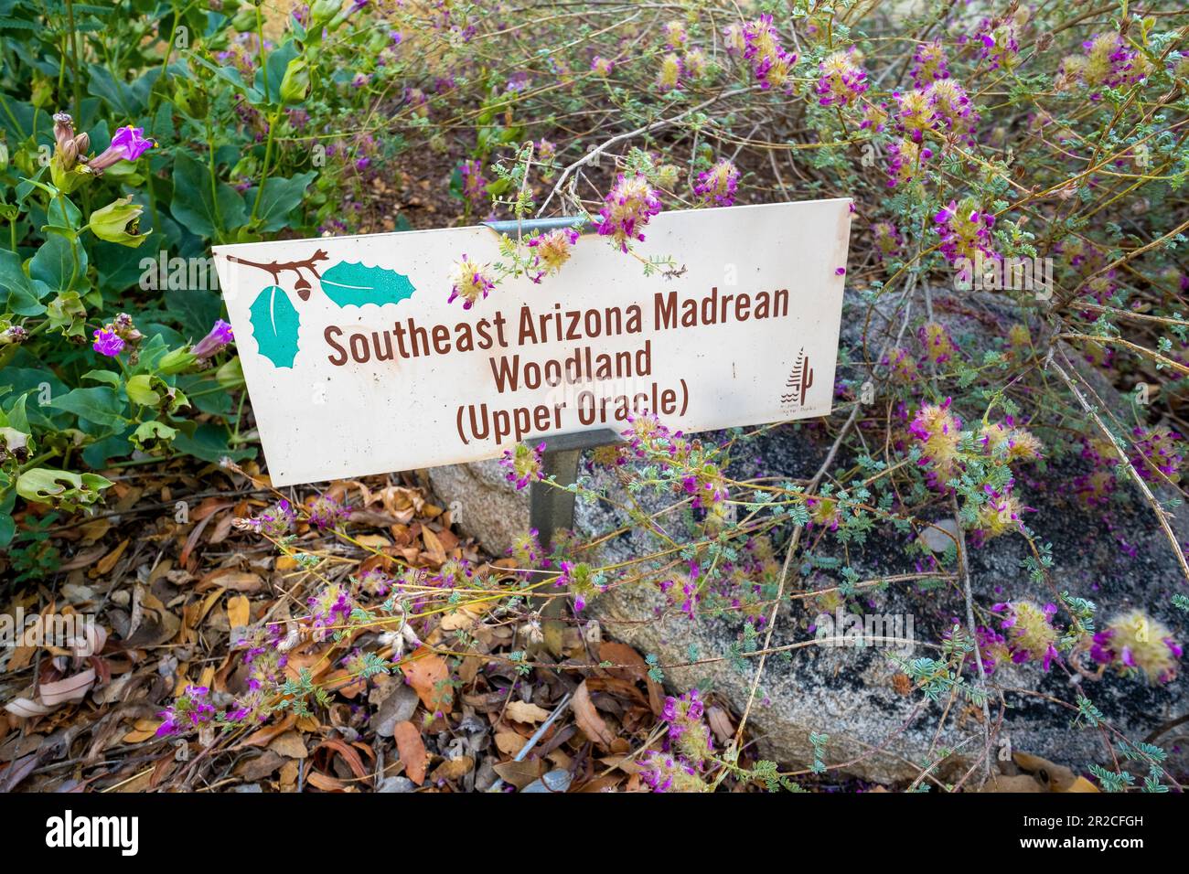 Fiori di campo rosa del sud-est Arizona Madrean Woodland (oracolo superiore), Oracle, Arizona, Stati Uniti Foto Stock