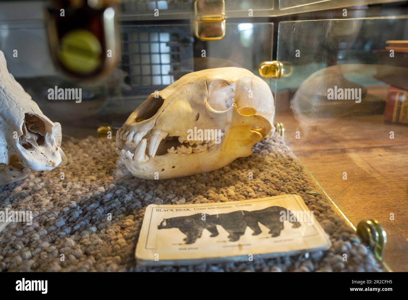 Piccolo cranio nero in mostra presso la Kannally Ranch House, Oracle, Arizona, USA, risalente al 1920s Foto Stock