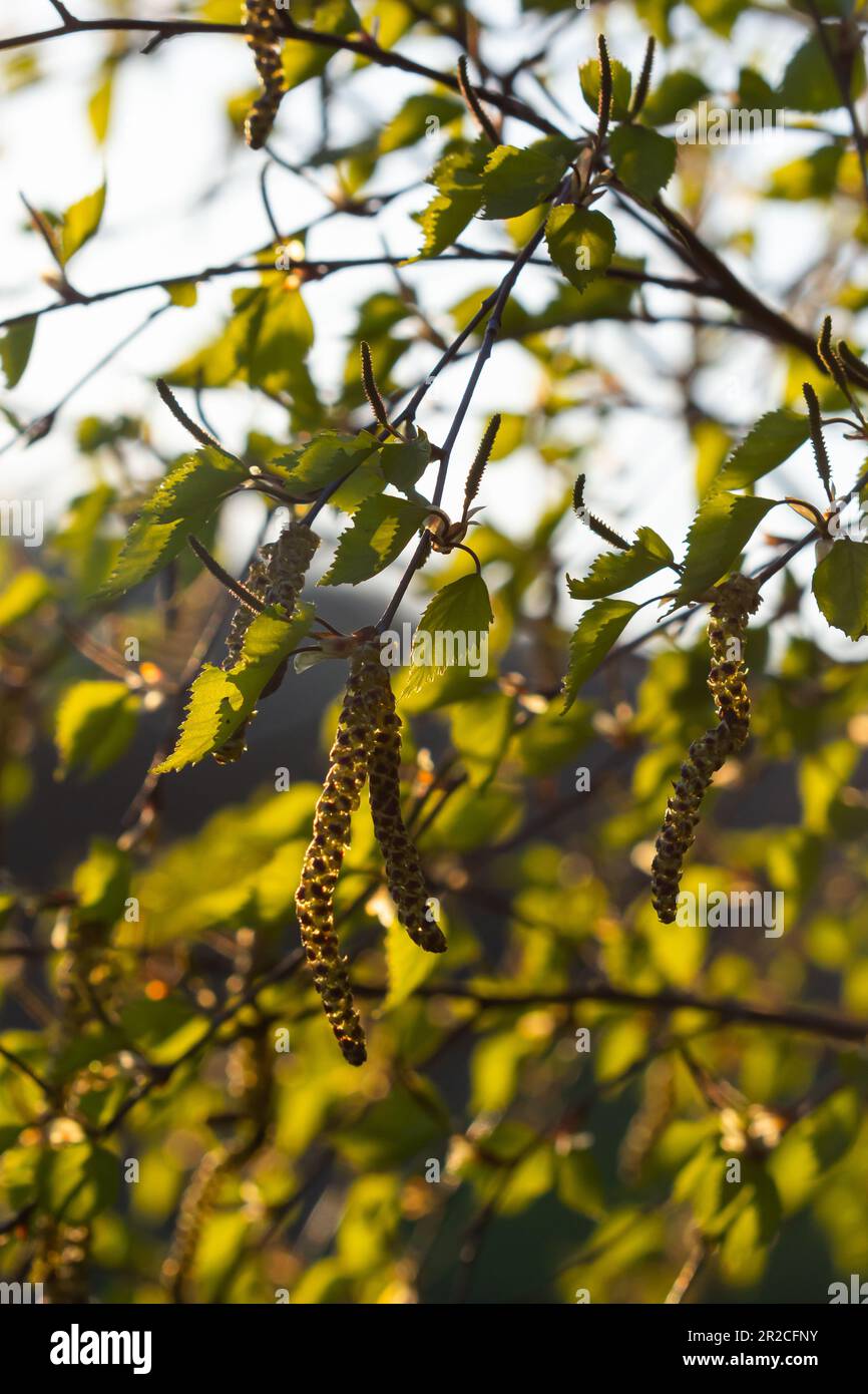 Vista ravvicinata delle calze gialle fiorite su un fiume di betulla betula nigra in primavera, con sfondo cielo blu. Foto Stock