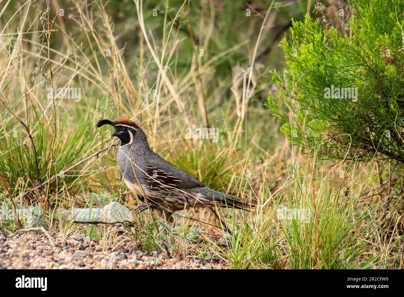 Quail nei cespugli nel sud dell'Arizona durante la primavera Foto Stock