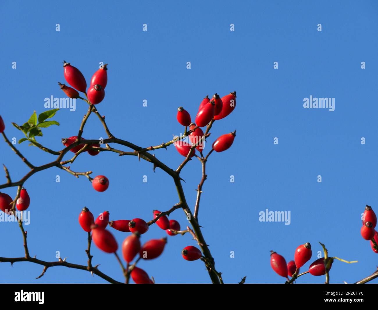 Primo piano dei fianchi di rosa rosso brillante contro un cielo blu chiaro in autunno, Inghilterra, Regno Unito Foto Stock