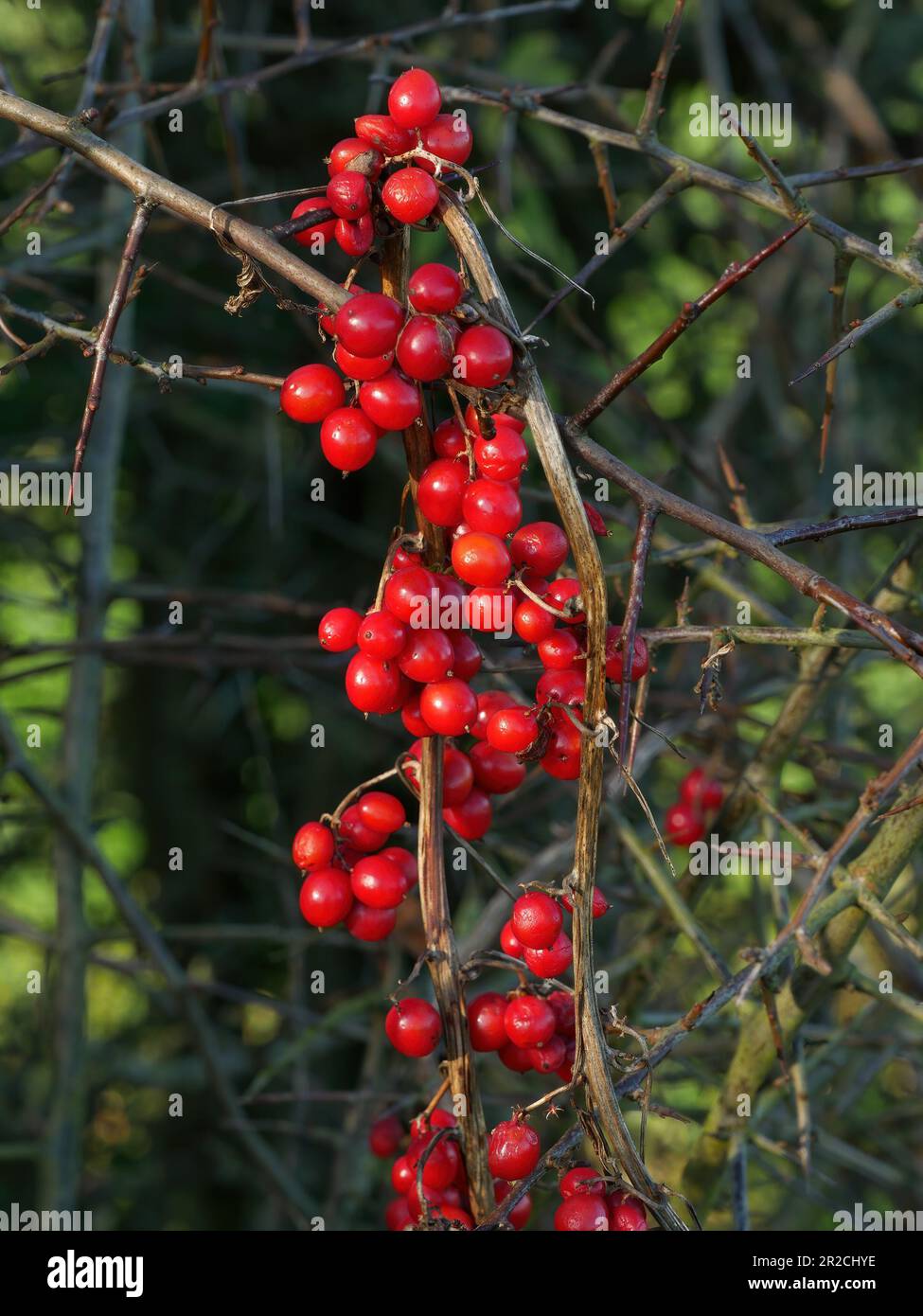 Bacche di Bryony rosso brillante (Bryonia dioica / Mandrake inglese) che crescono in hedgerow in autunno, Inghilterra, Regno Unito Foto Stock