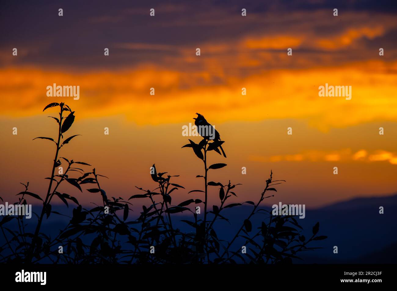 un primo piano di uccelli ambientati sull'albero contro il cielo nuvoloso bellissimo tramonto che presenta una vista spettacolare Foto Stock