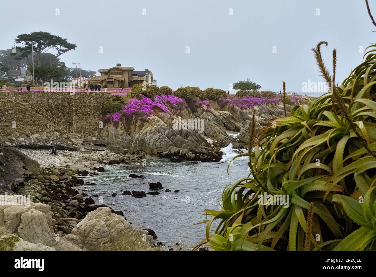 Piante di ghiaccio striscianti fioriscono come il falegname rosa sulla costa di Monterey. Foto Stock