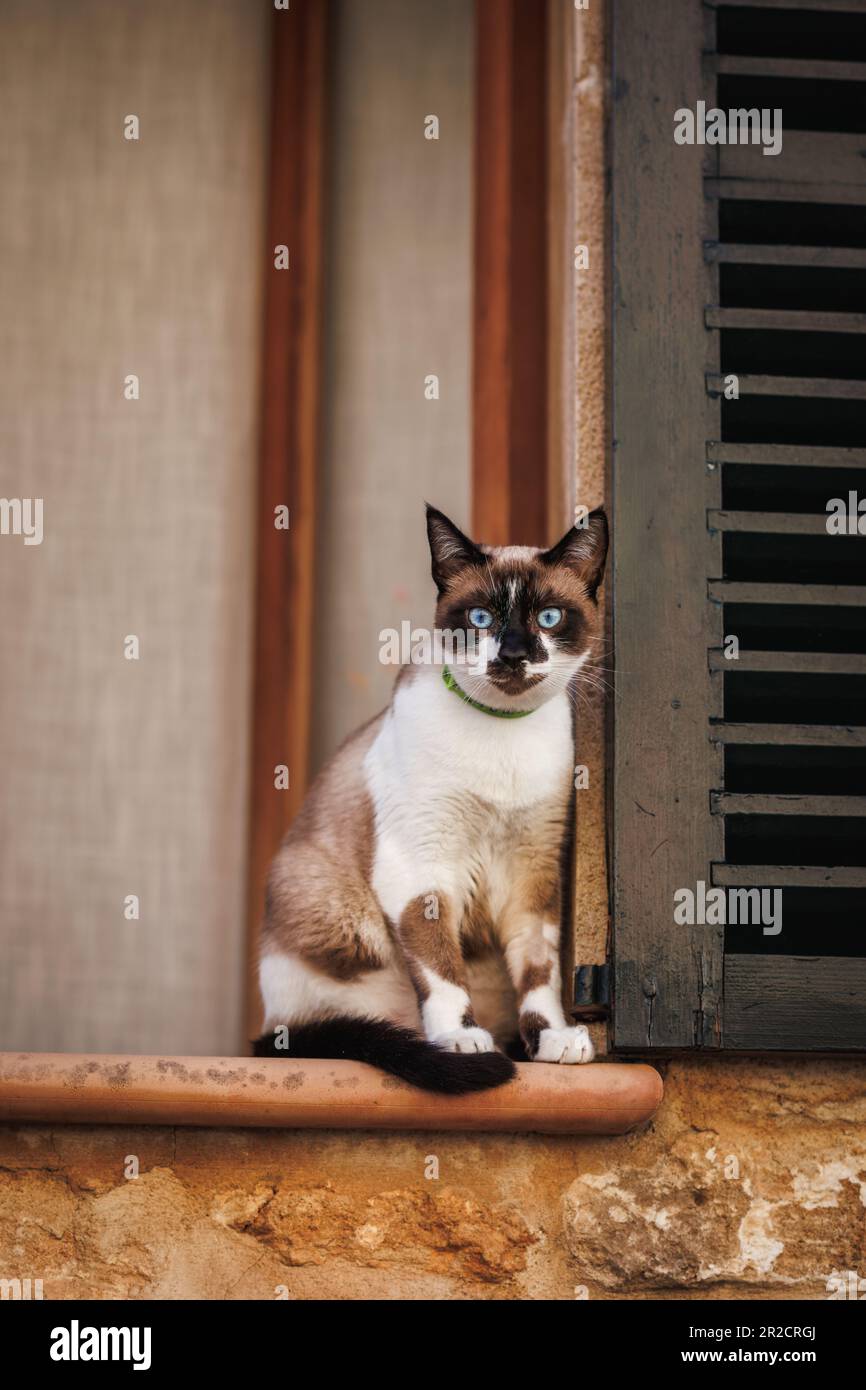 Gatto in finestra guardando la strada. Gatto siamese con occhi blu che riposa nel centro storico di Maiorca, Spagna Foto Stock