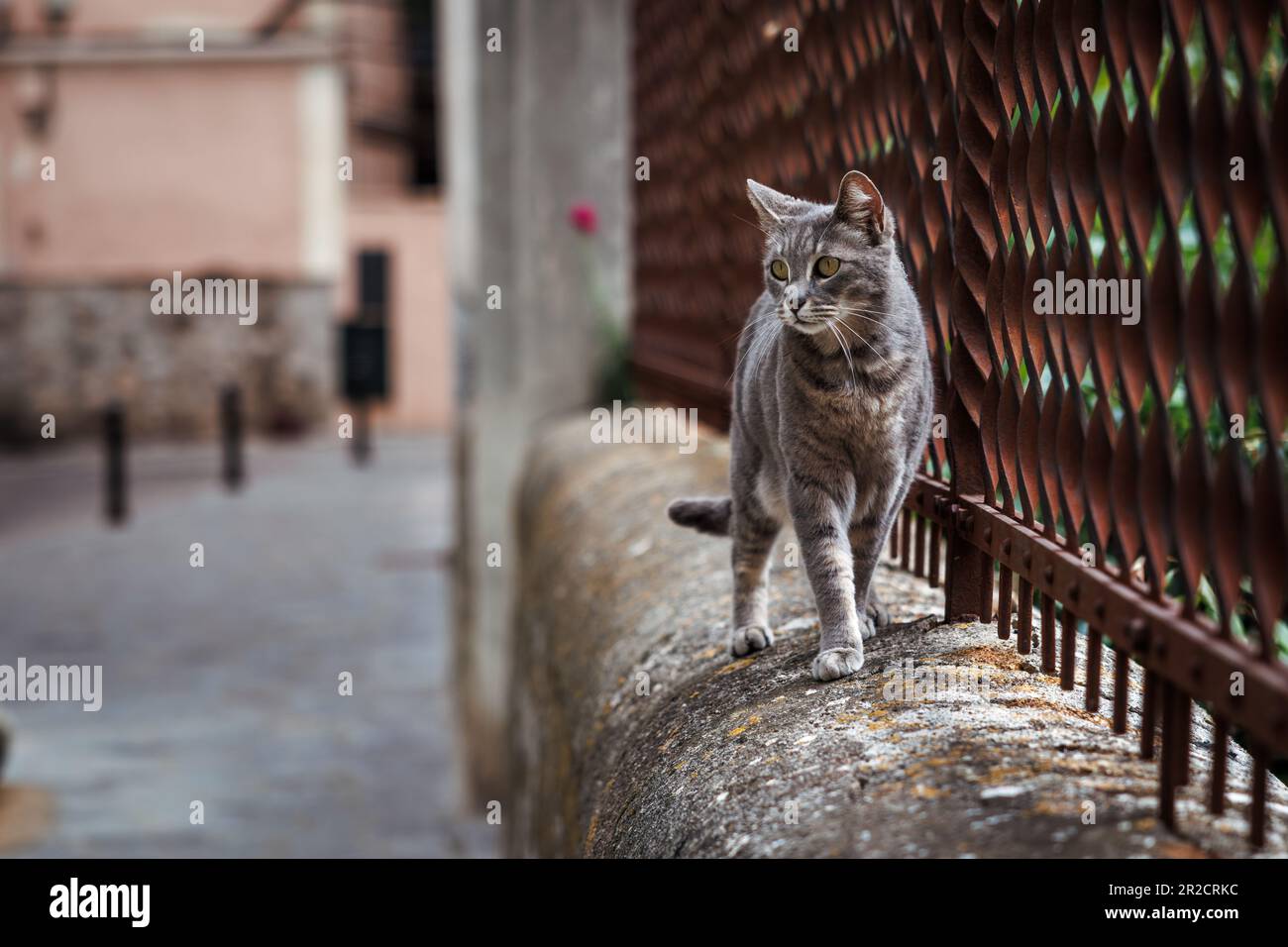 Gatto grigio tabby a piedi sul muro in via Soller, Maiorca Foto Stock