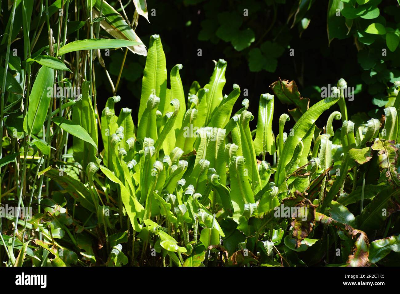 Foglie giovani di una felce di lingua hart (Asplenium scolopendrium) con parte superiore ricurva. Giardino olandese. Al sole. Primavera, maggio. Foto Stock