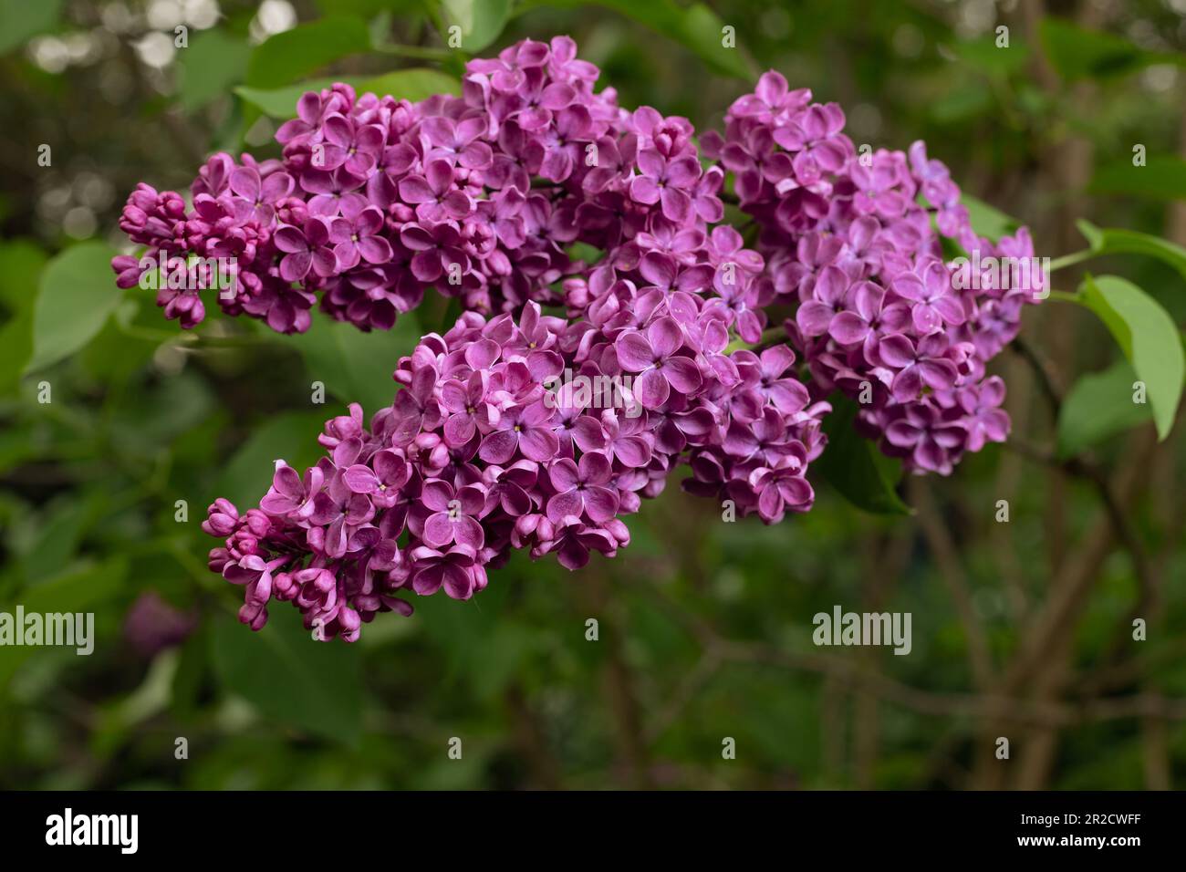 Fiori di lilla viola su uno sfondo di foglie verdi. Maggio nel giardino polacco. Cespugli fioriti. Foto Stock