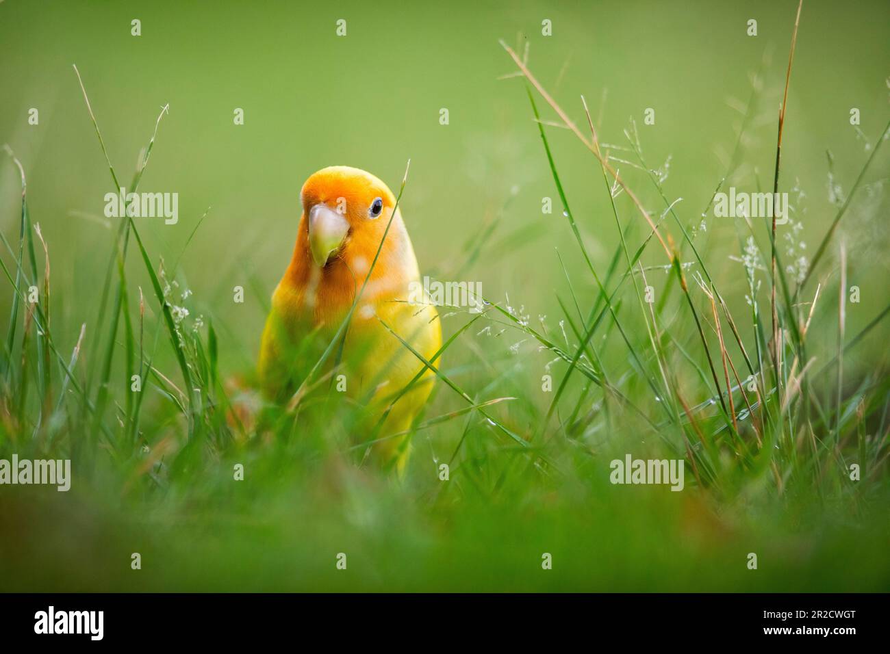 Un lovebird prigioniero portato in un parco dal suo proprietario esplora liberamente l'erba, Singapore Foto Stock