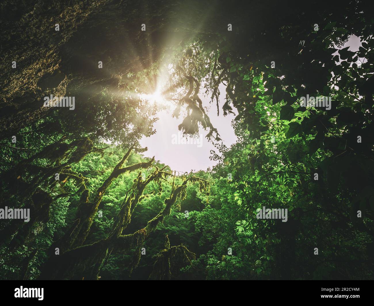 Foresta piante verde vita. Ecologia tropicale estate Foto Stock