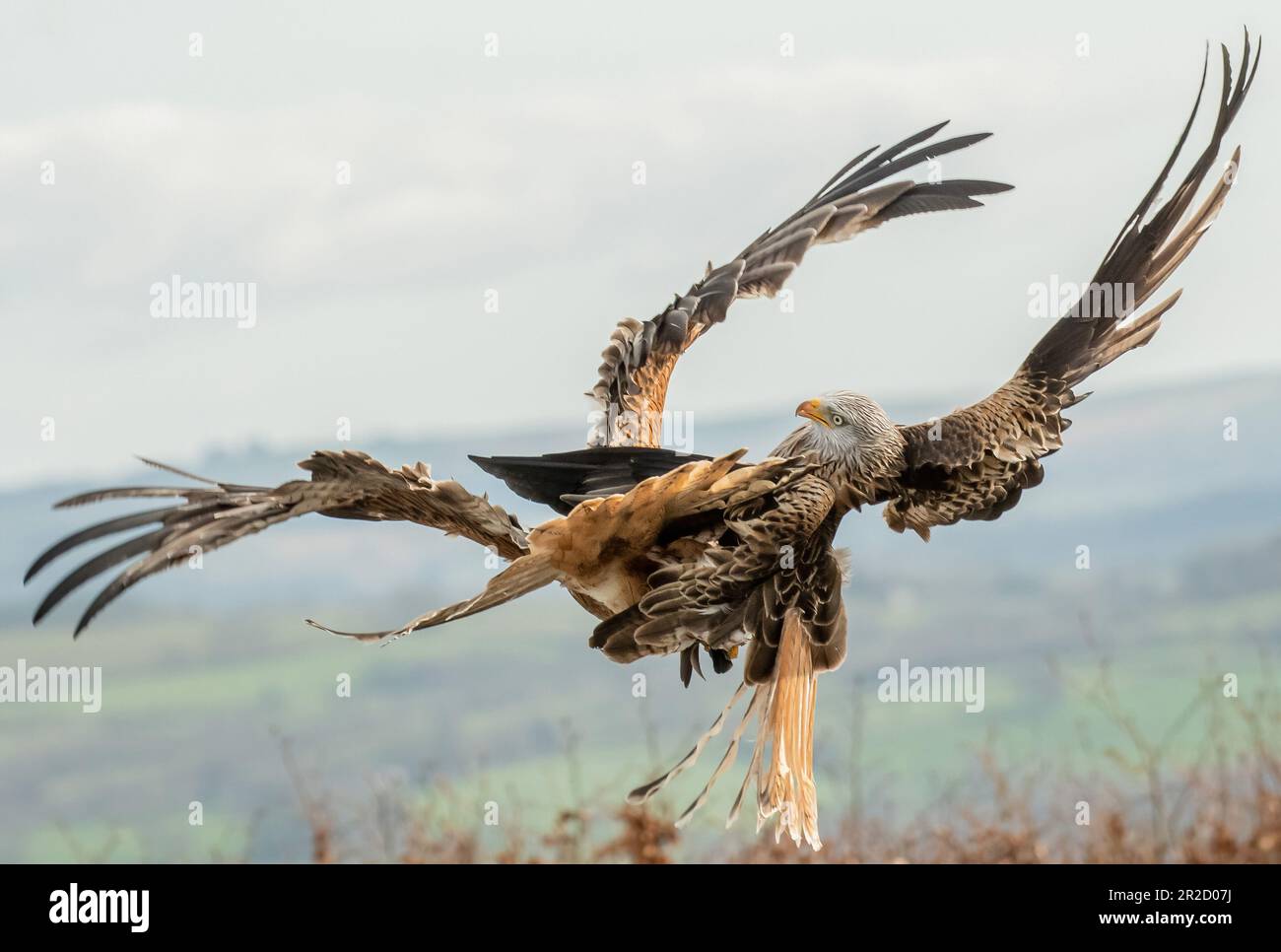 Il momento in cui i aquiloni si scontrano. Penuwc, Galles.LE immagini EMOZIONANTI di un grapple intenso fra due aquiloni rossi sono state catturate in una ghirlanda posteriore gallese Foto Stock