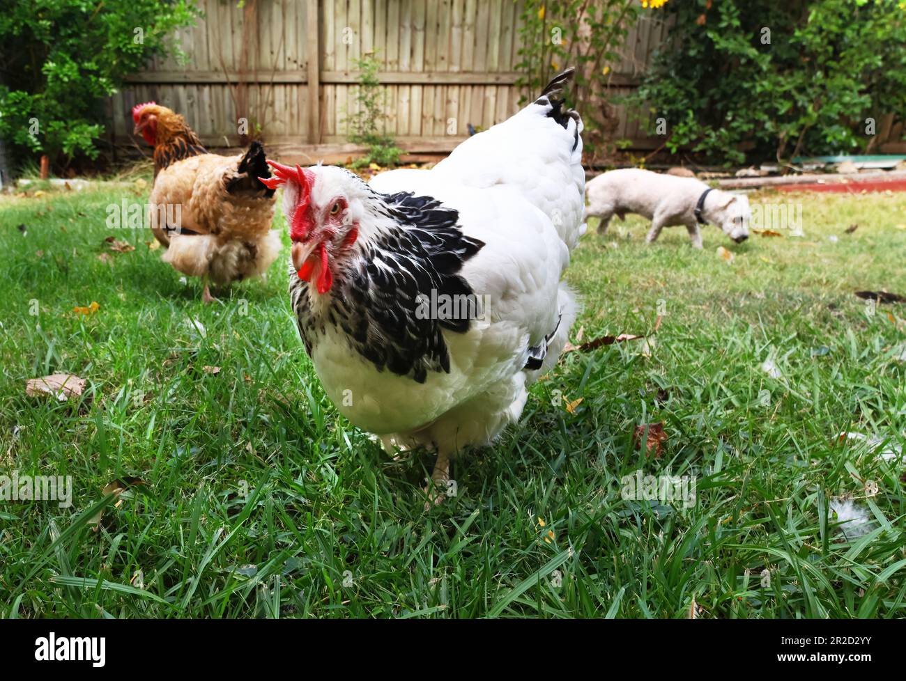Foto di polli, soffici amici di piume... animali, animali domestici, fuori fare roba. Arte per amore delle arti. Foto Stock