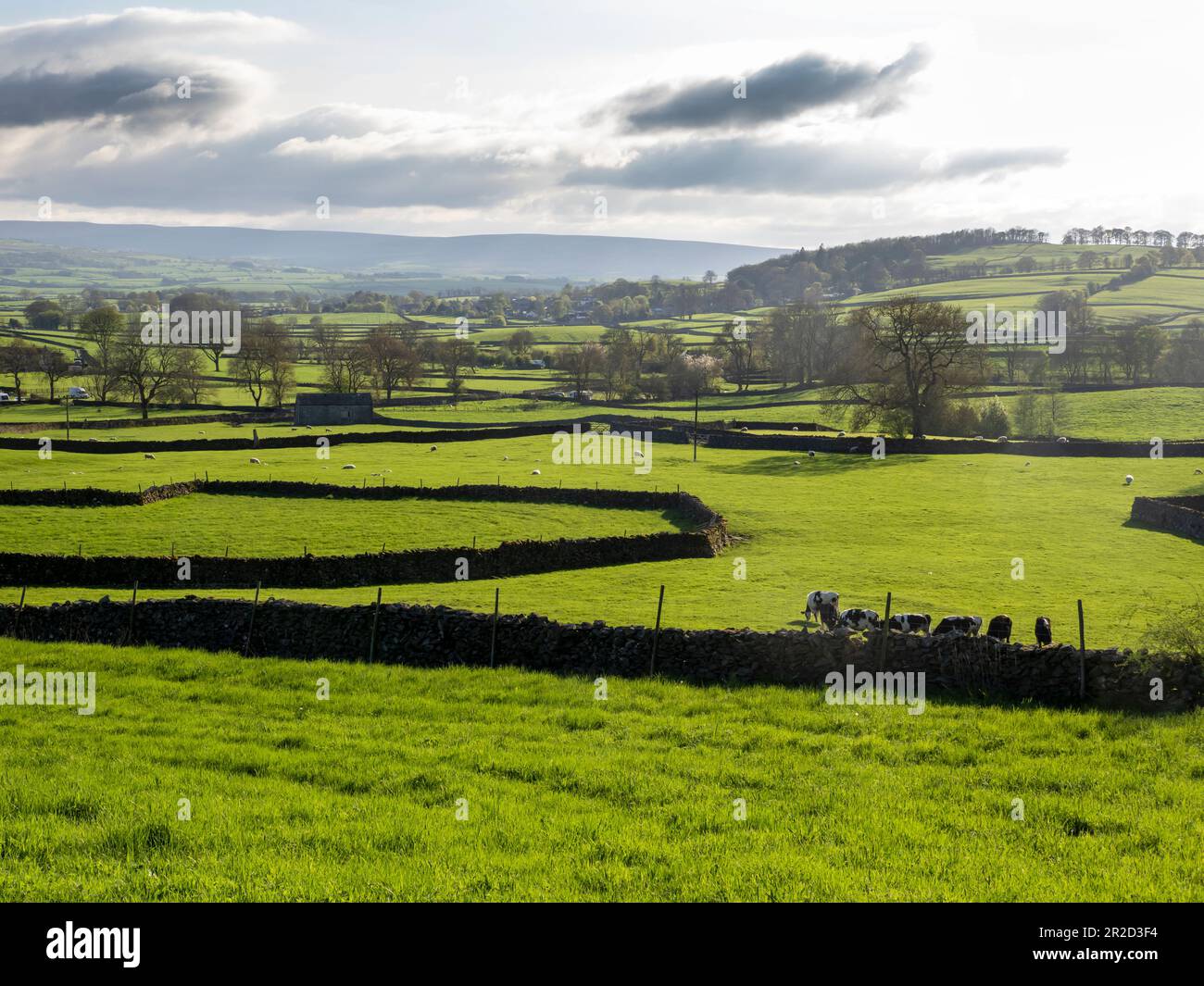 Bestiame su terreni agricoli ad Austwick nelle Yorkshire Dales, Regno Unito. Foto Stock