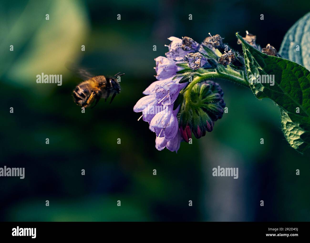 Foto un officinalis comfrey nei raggi del sole di mattina con un'ape che raccoglie il miele. Foto Stock