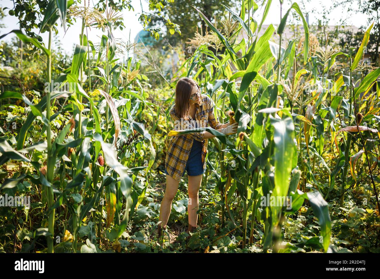 La ragazza contadina che valuta la qualità del mais in fattoria verde al tramonto Foto Stock