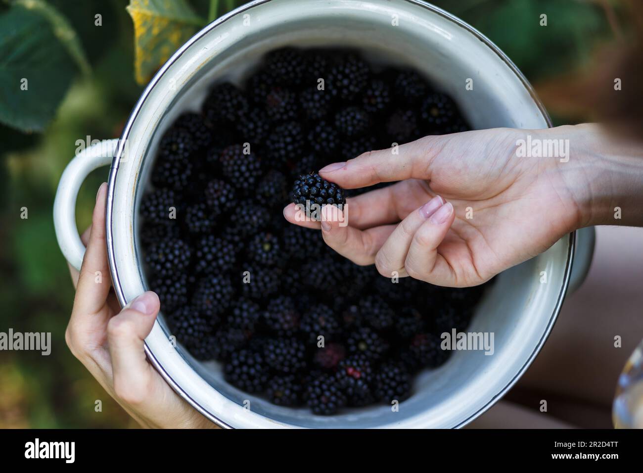 La ragazza contadina che valuta la qualità di blackberry in fattoria verde Foto Stock
