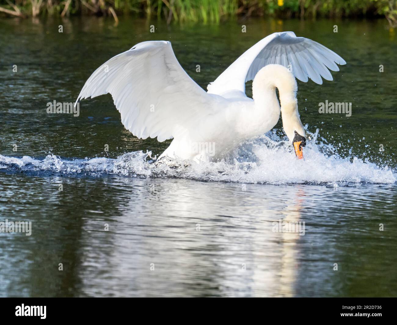 Un cigno muto, Cygnus olor che agisce territorialmente sul lago Windermere ad Ambleside, Lake District, UK. Foto Stock