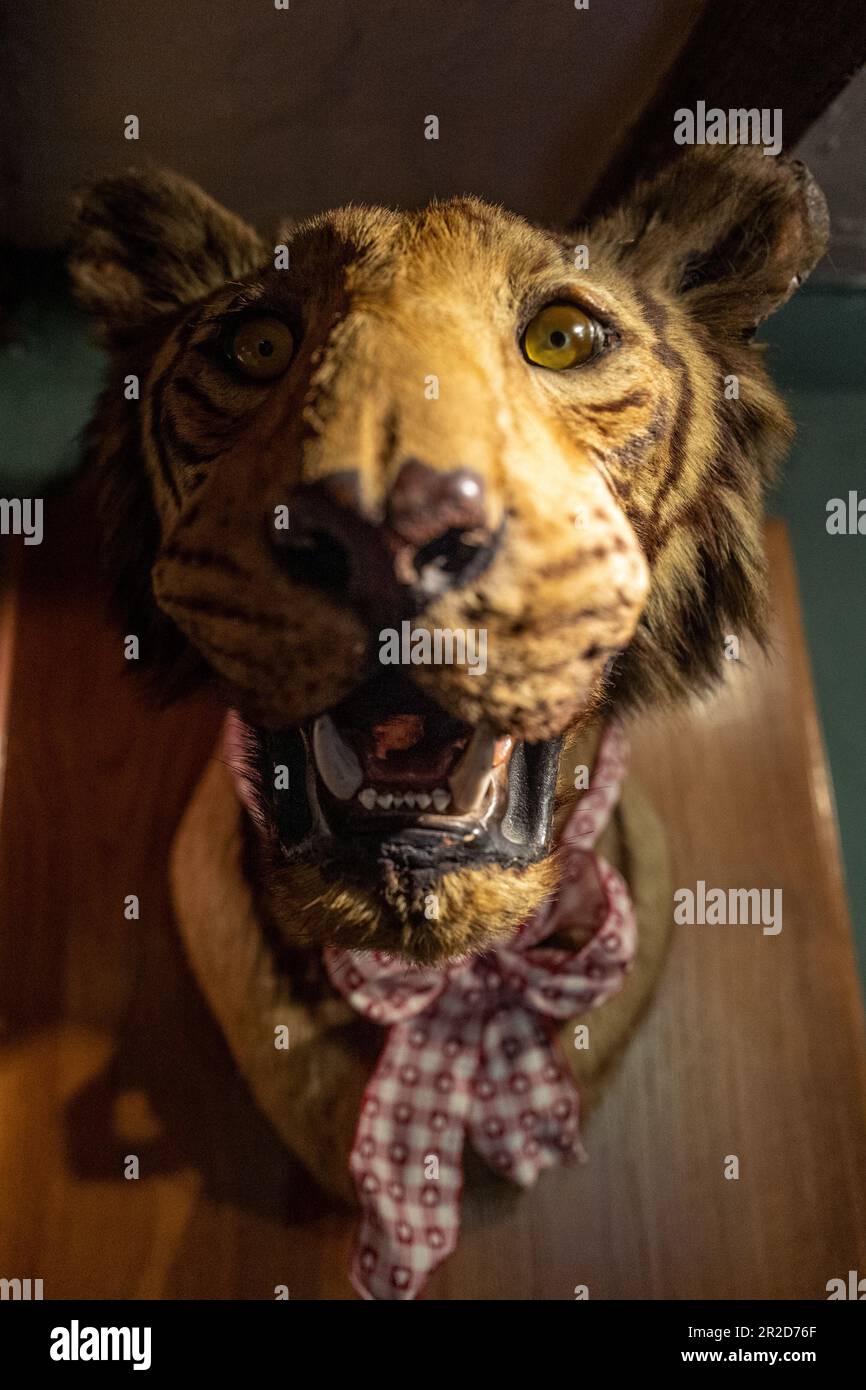 East Dean, 12th 2023 maggio: The Tiger Inn Foto Stock