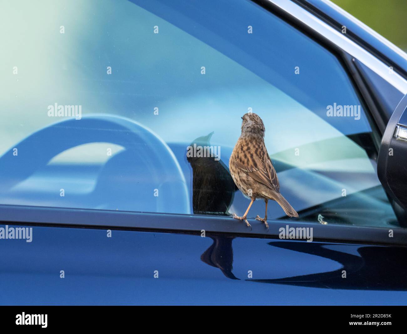 A Dunnock; Prunella modularis; guardando il suo riflesso in un finestrino di auto in Ambleside, Lake District, Regno Unito. Foto Stock