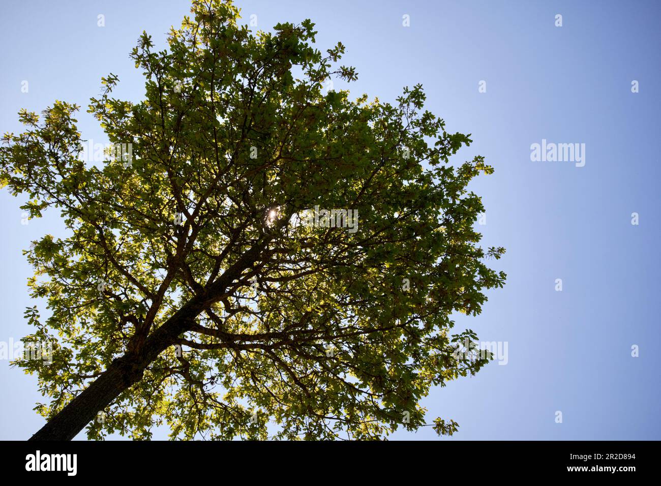 seduta all'ombra di un piccolo albero in una calda giornata estiva nel regno unito guardando verso l'alto Foto Stock
