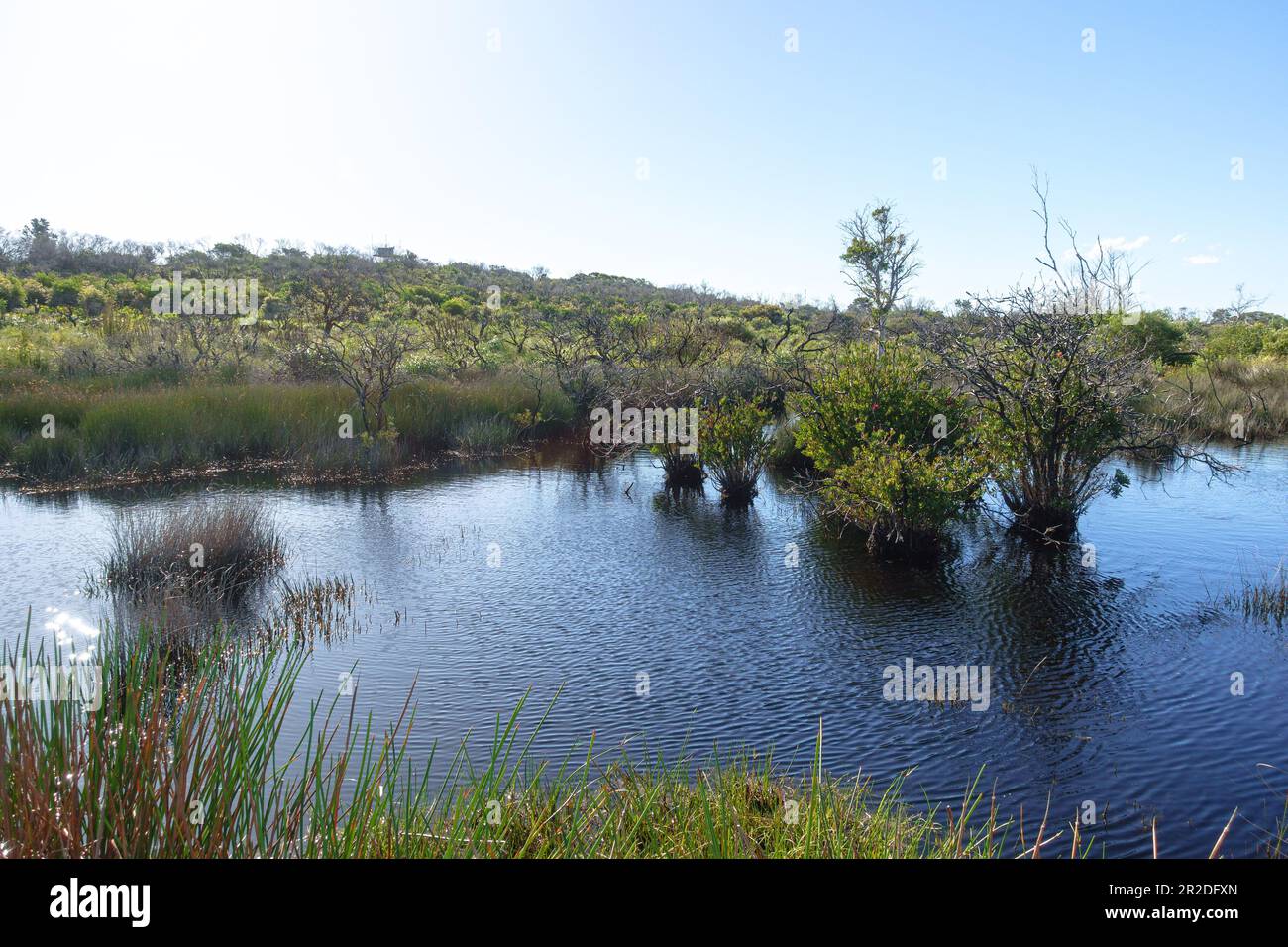 La palude sospesa sulla North Head di Sydney, Australia Foto Stock