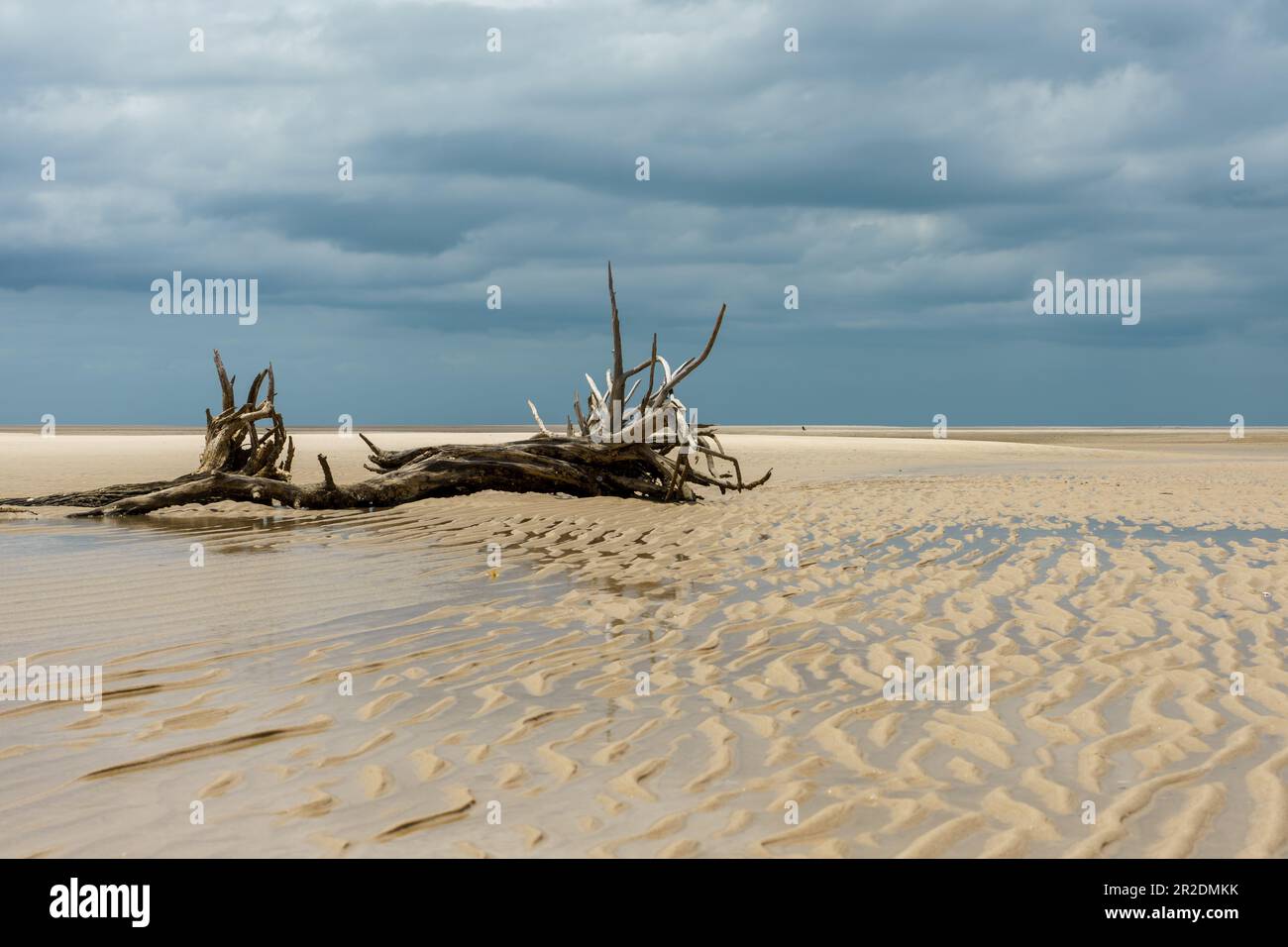 Alberi caduti sulla spiaggia a Woodgate Foto Stock