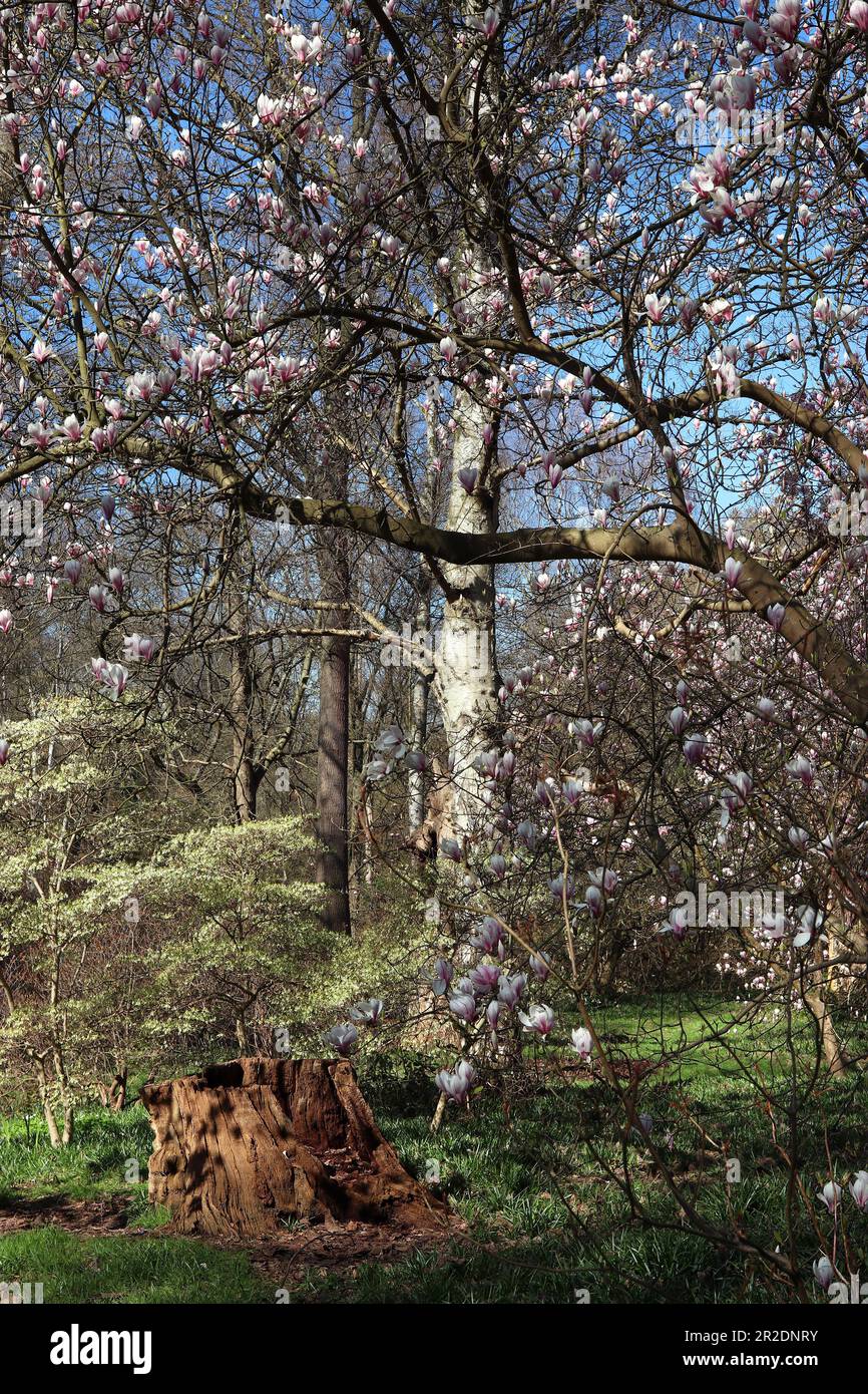 Fiori rosa pallido di alberi di magnolia vagano intorno ad un giardino boschivo (piccolo albero in primo piano) in primavera sotto un cielo blu brillante. Inghilterra, aprile Foto Stock