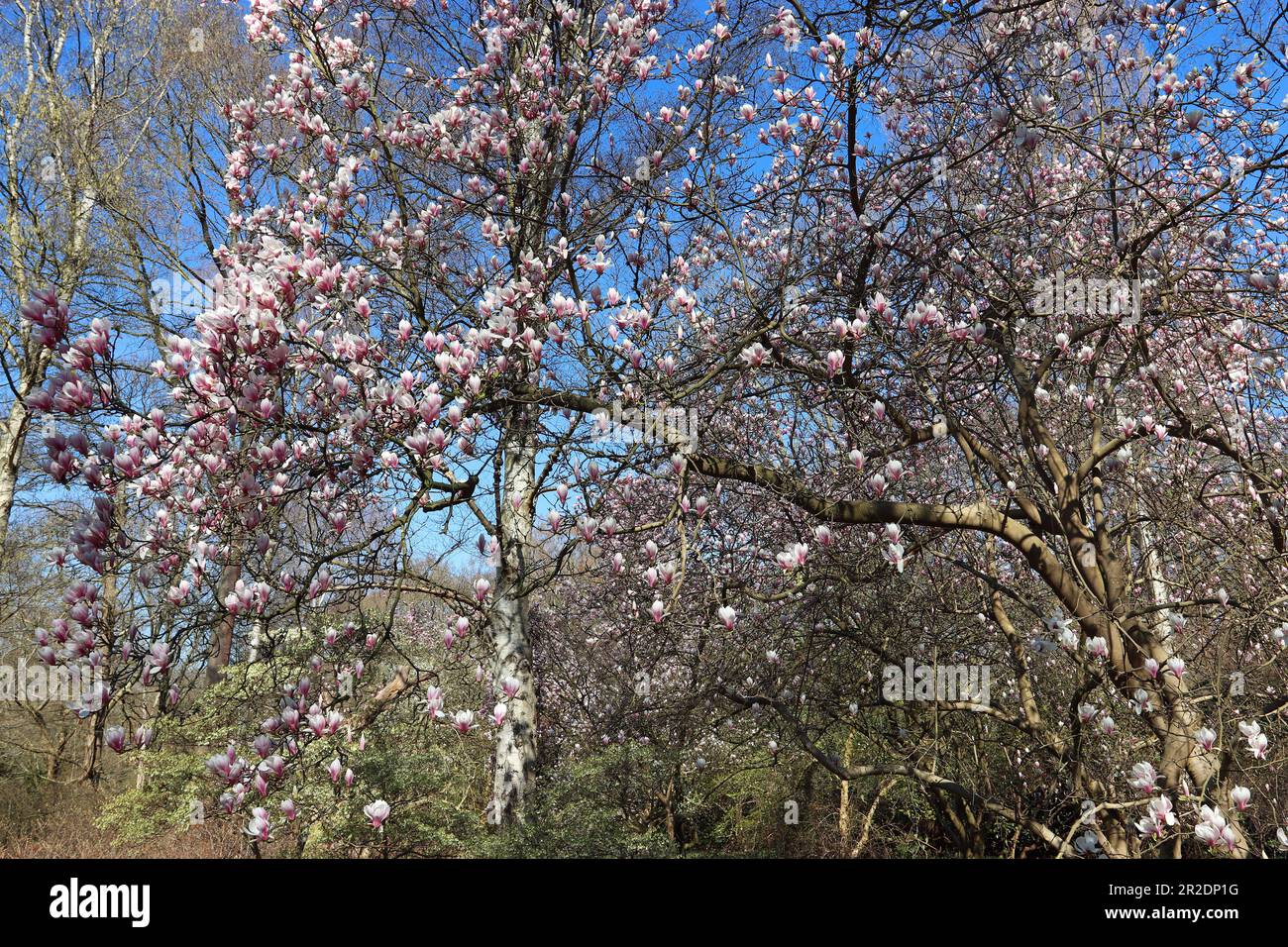 Bella magnolia rosa pallido inizio fiori vagare intorno ad alberi di betulla argento in un giardino boschivo in primavera sotto un cielo blu luminoso. Inghilterra, aprile Foto Stock