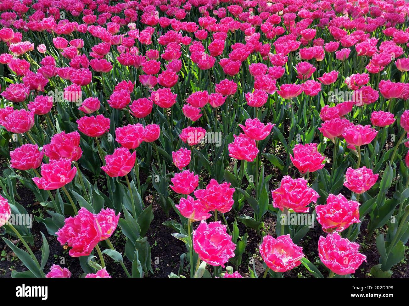 Tulipani magenta luminosi in un giorno di primavera Foto Stock