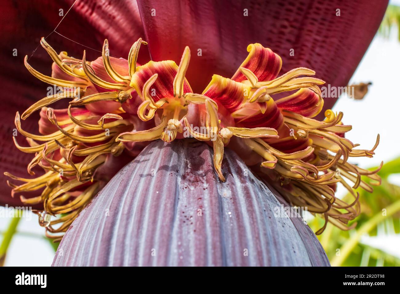 Primo piano di fiori di banana pieno di nettare con cuore di banana. Foto Stock