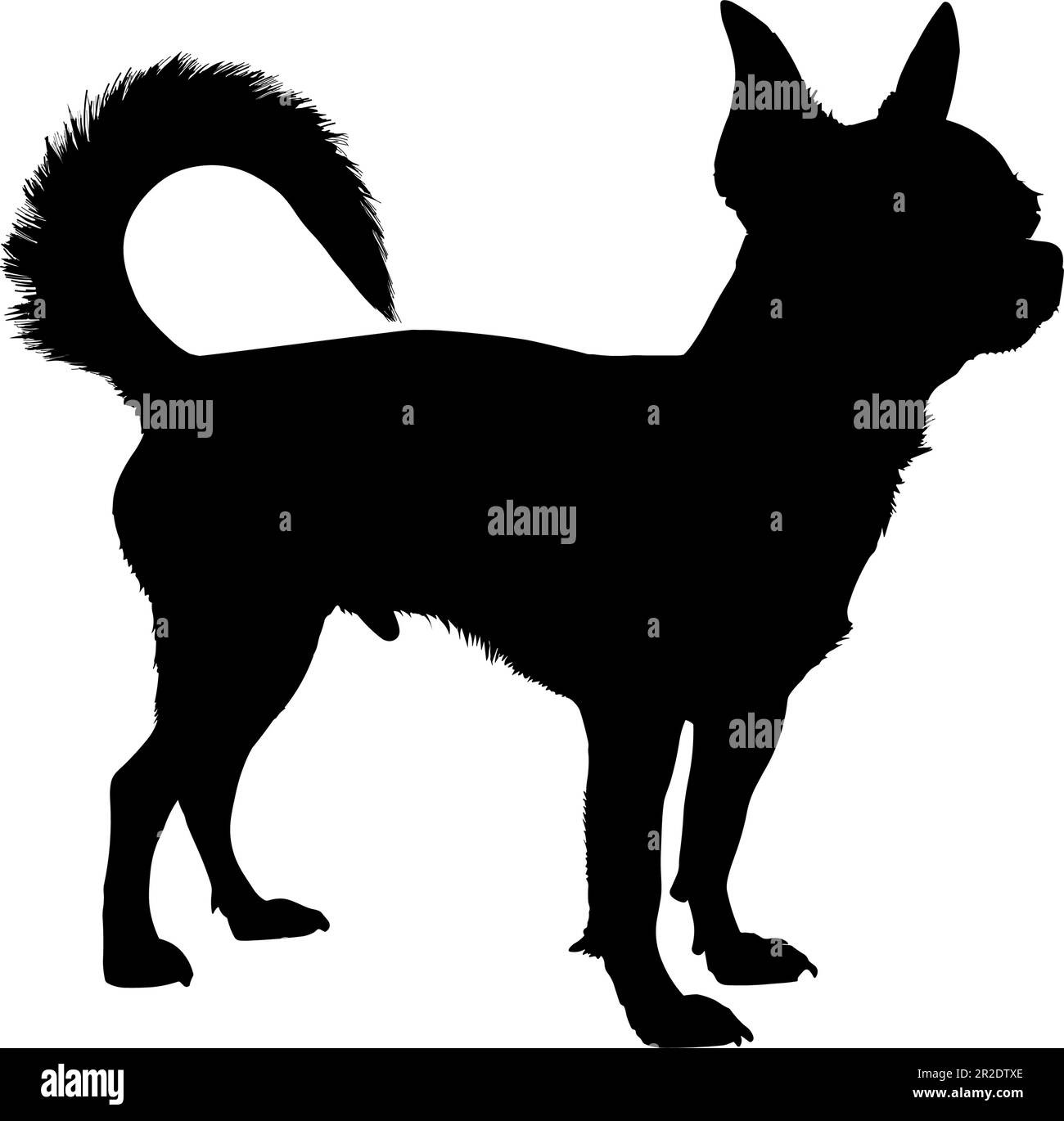 Silhouette di cane Chihuahua isolata su sfondo bianco. Illustrazione vettoriale Illustrazione Vettoriale