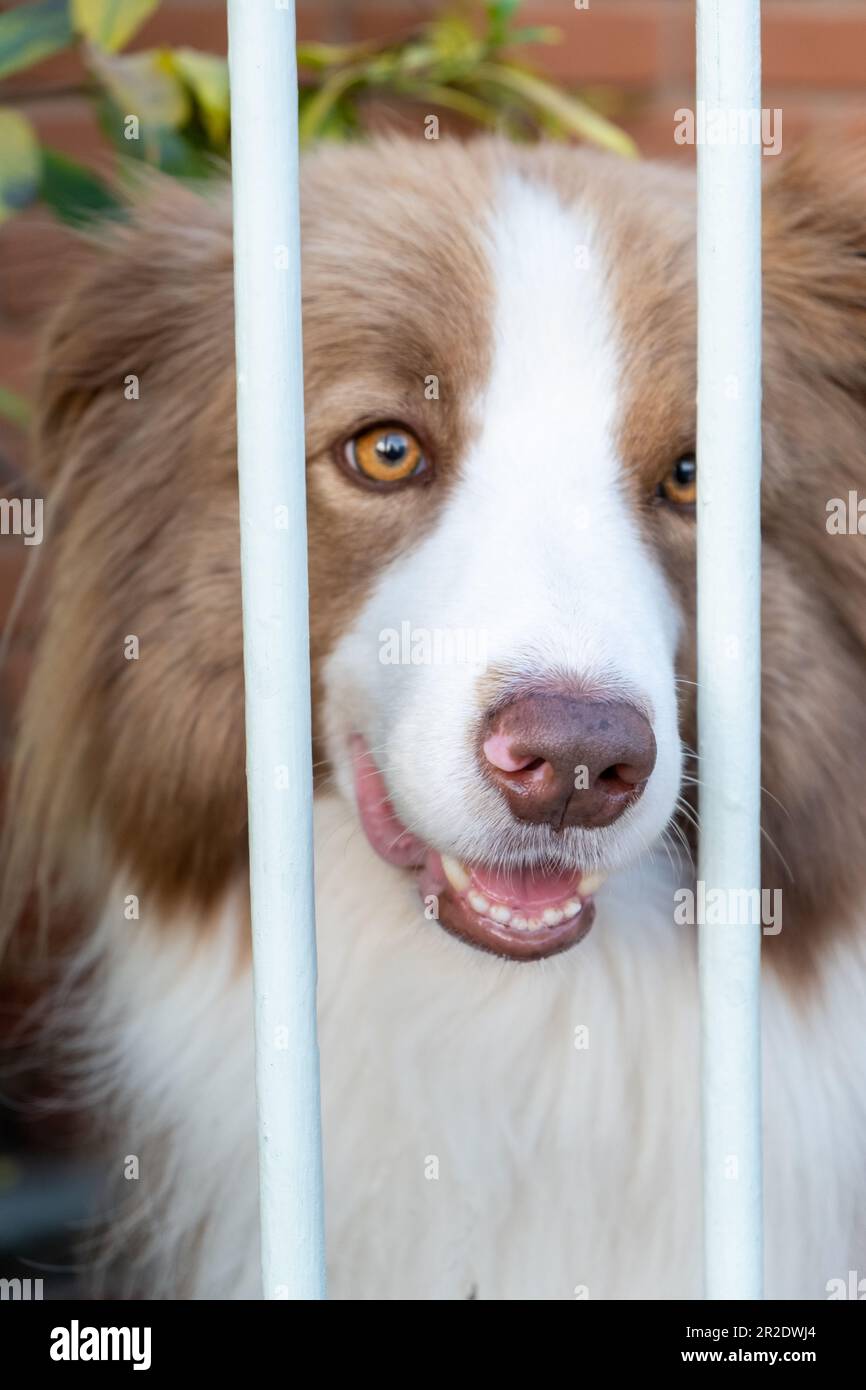 Adorabile bordo Collie dietro le sbarre a casa, ritratto. Foto Stock