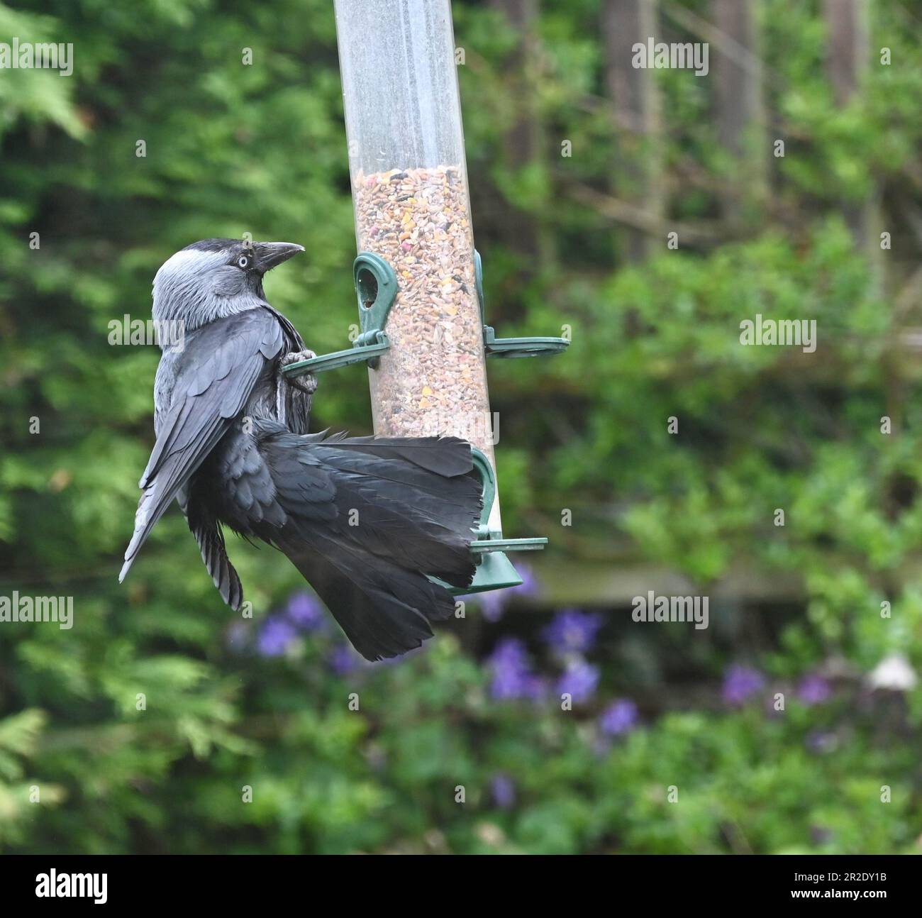 Un jackdaw alimenta su seme di uccello da un alimentatore di uccello Foto Stock