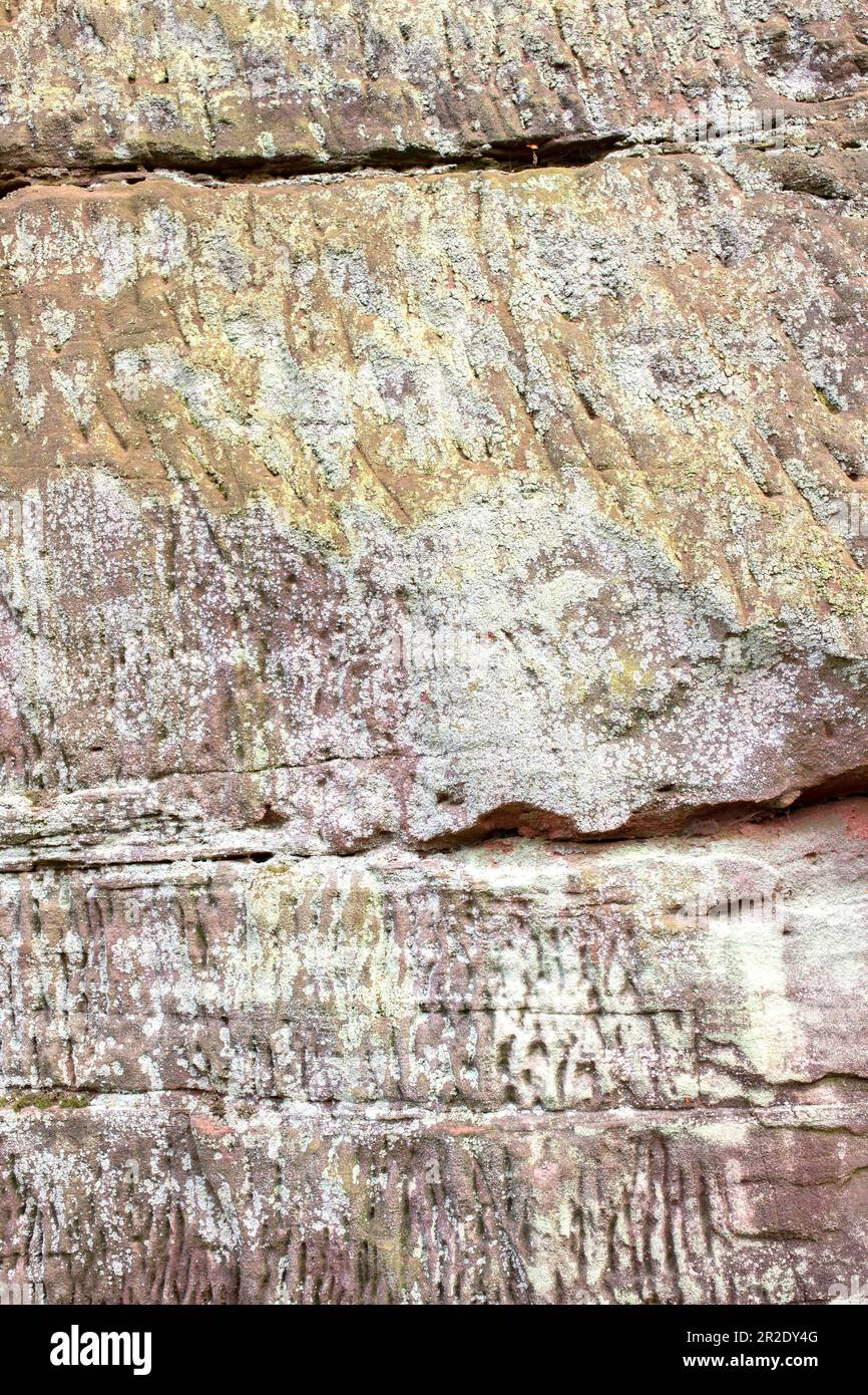Lichene che cresce sulla faccia di un muro di pietra arenaria. I licheni sono una specie di pietra chiave in molti ecosistemi. Foto Stock