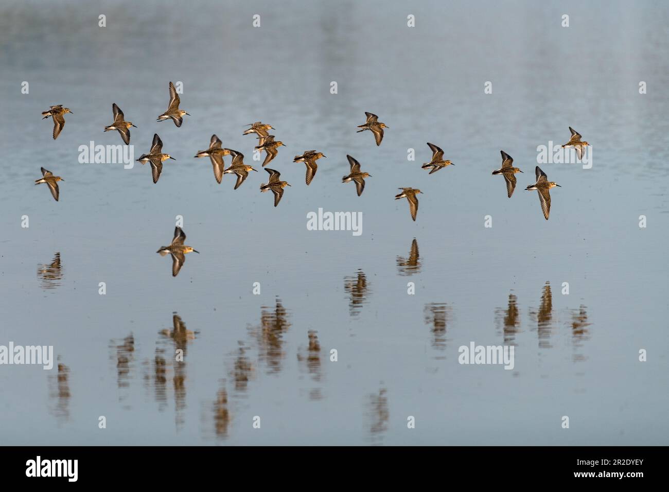 I sandpipers occidentali volano sull'acqua. Ashland, Oregon Foto Stock