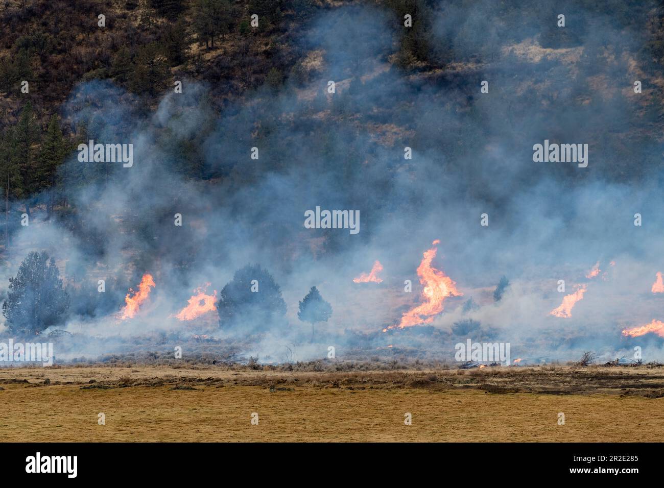 Incendio di foresta ha prescritto bruciare. Oregon, Olene Foto Stock