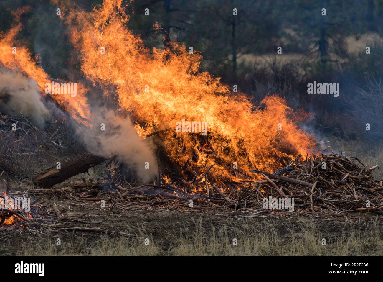 Incendio di foresta ha prescritto bruciare. Oregon, Dairy, Bly Mountain, inverno Foto Stock