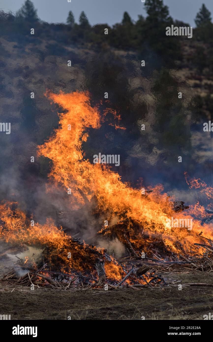 Incendio di foresta ha prescritto bruciare. Oregon, Dairy, Bly Mountain, inverno Foto Stock