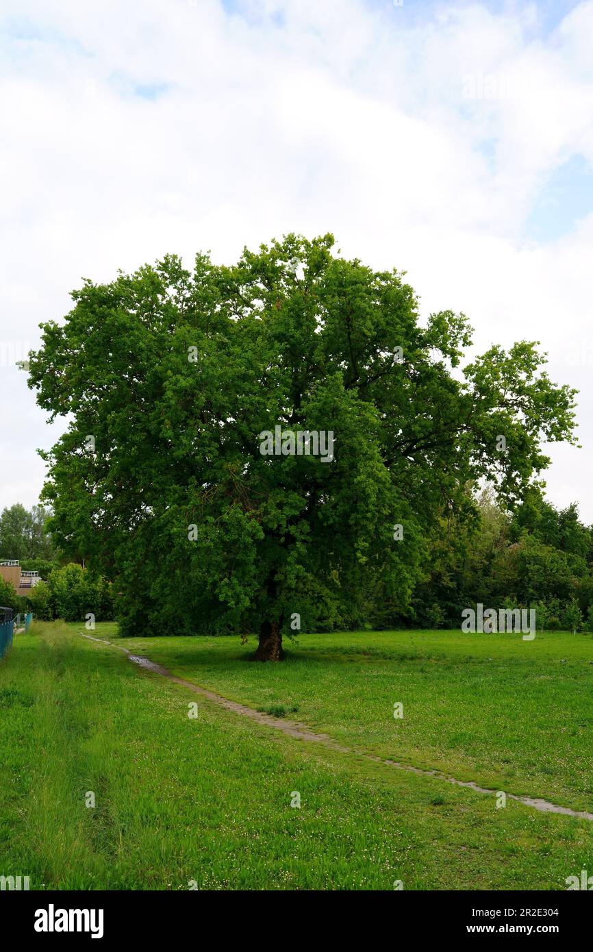 Quercia o Quercus Foto Stock