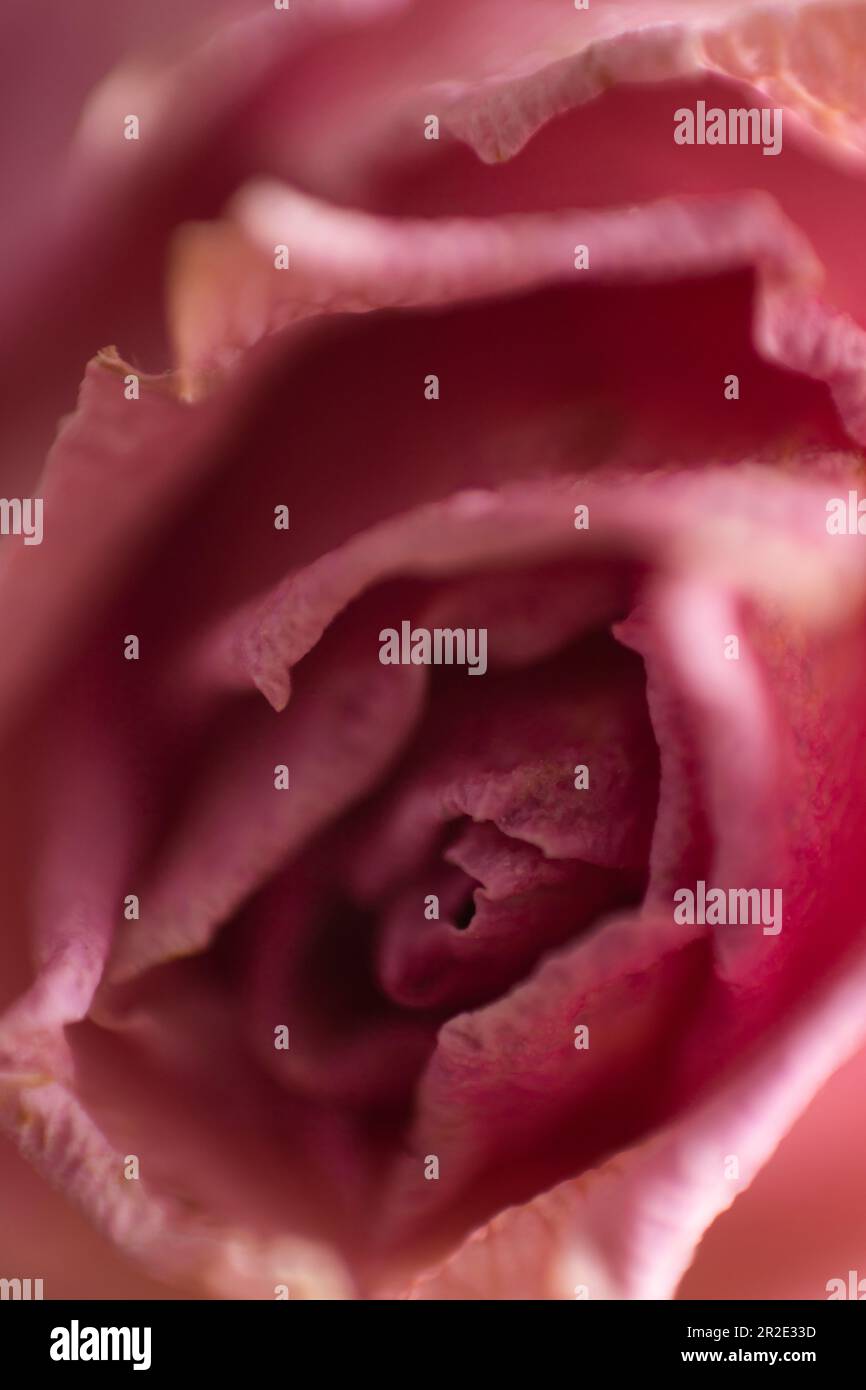 sfondo astratto dei petali di rosa Foto Stock
